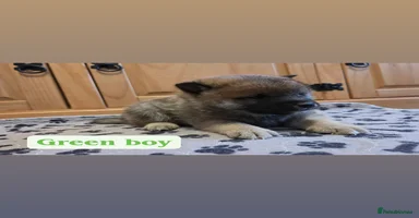 Japanese Shiba Inu dogs Shiba Inu – 5 Puppies  - Advert 8