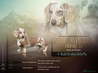 Dachshund dogs Dachshund (Miniature) Stud in Basildon - Advert 20