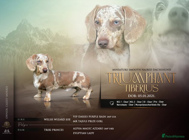 Dachshund dogs in Basildon - Advert 1