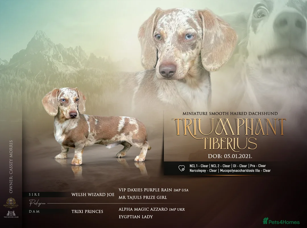 Dachshund dogs for stud: Dachshund (Miniature) Stud in Basildon - Advert 1