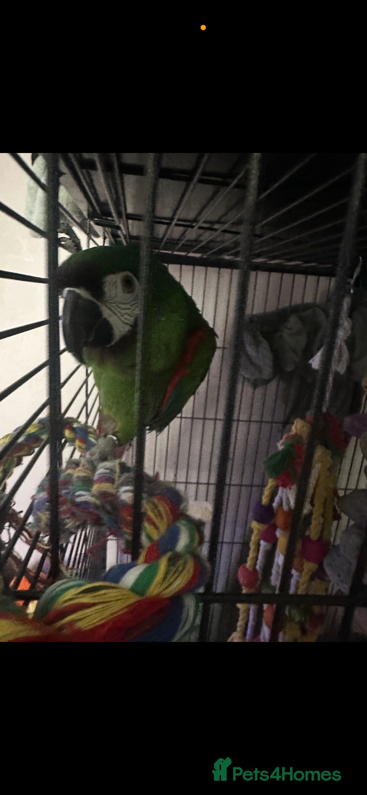 Macaws birds Chestnut macaw  - Advert 5