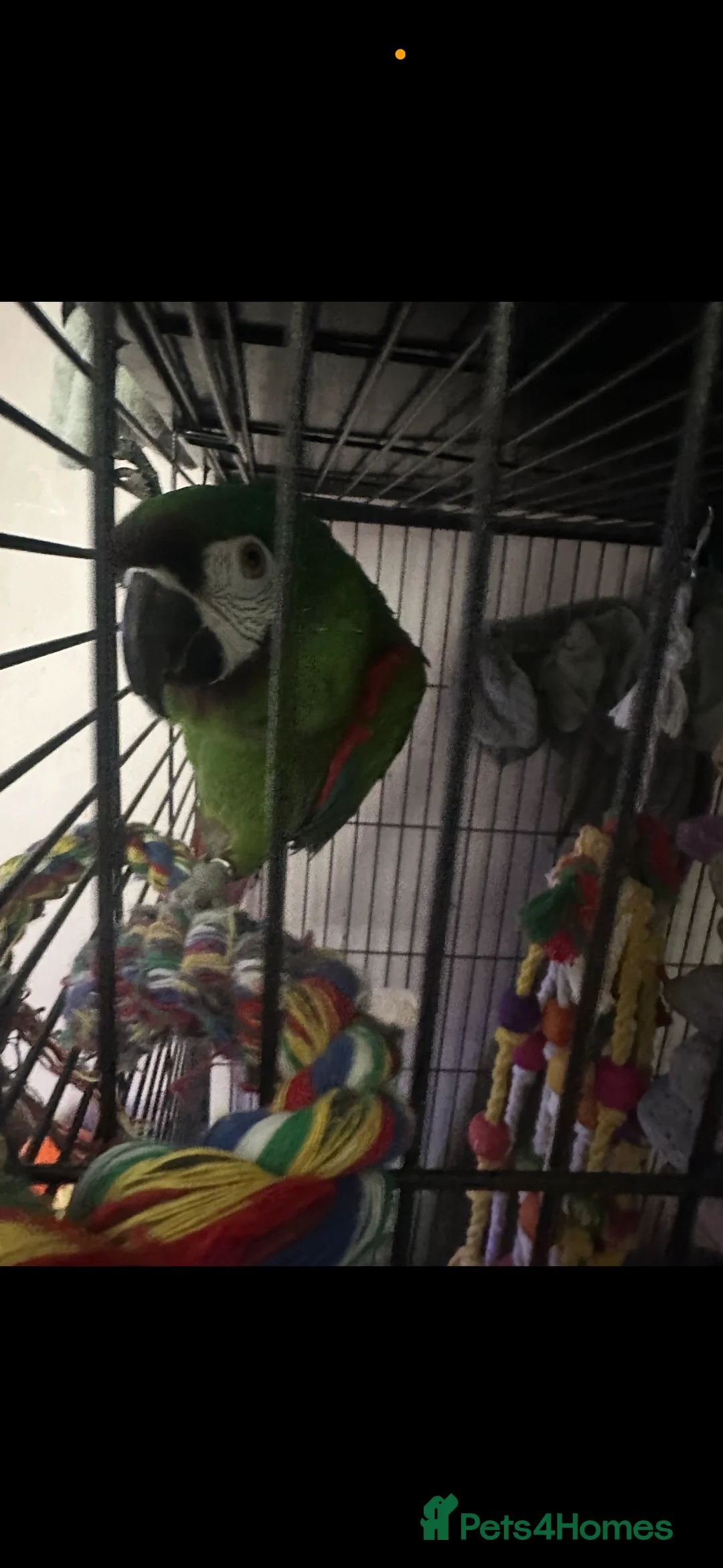 Macaws birds for sale: Chestnut macaw  - Advert 1