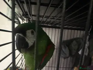 Macaws birds Chestnut macaw - Advert 14