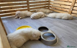 Samoyed dogs for stud: Purebred KC Registered SAMOYED Stud for Breeding  in Reading - Image 11