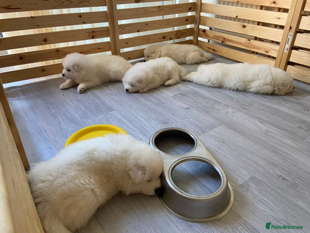 Samoyed dogs for stud: Purebred KC Registered SAMOYED Stud for Breeding  in Reading - Image 11
