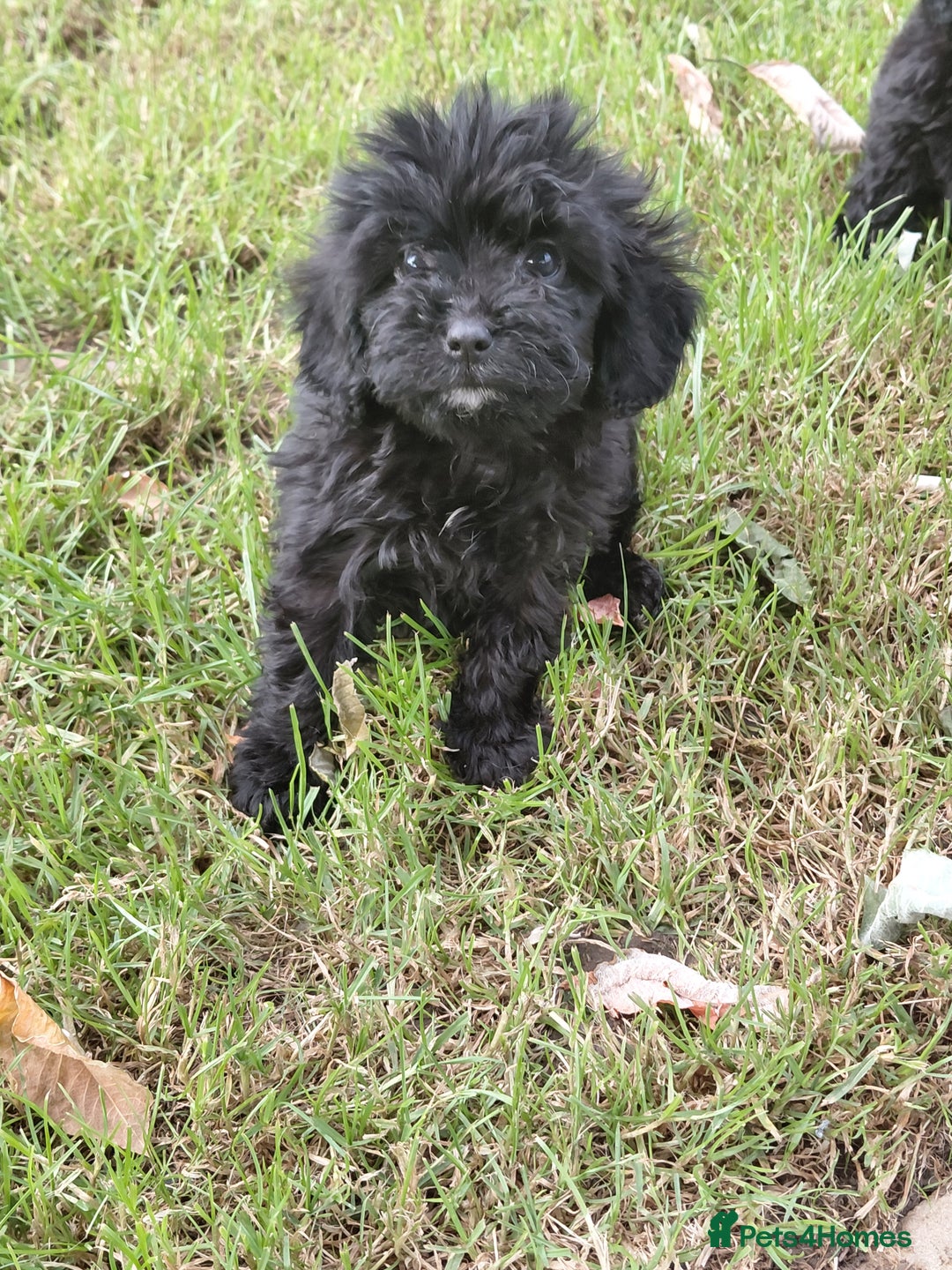 Cavapoo dogs for sale: Beautiful cavapoos  - Image 14