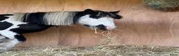 Irish Cob horses for sale: Cob Gelding  - Advert 4