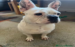 French Bulldog dogs for sale: Molly - Image 2