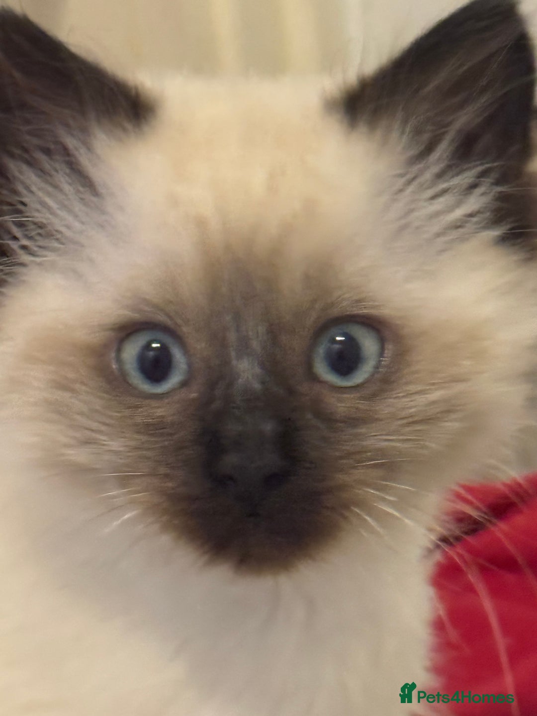 Ragdoll cats for sale: 9 weeks old!!! Gorgeous Ragdoll x kittens  - Advert 8