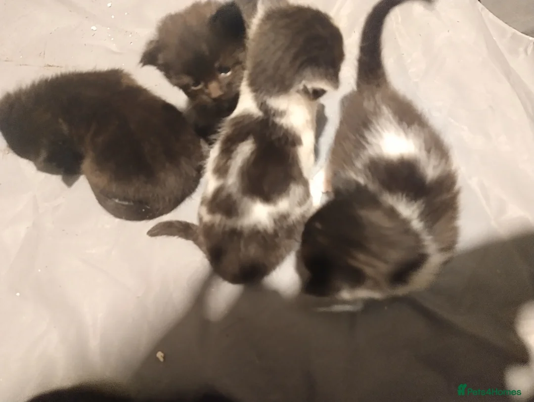 British Shorthair cats for sale: Beautiful kittens  - Advert 3