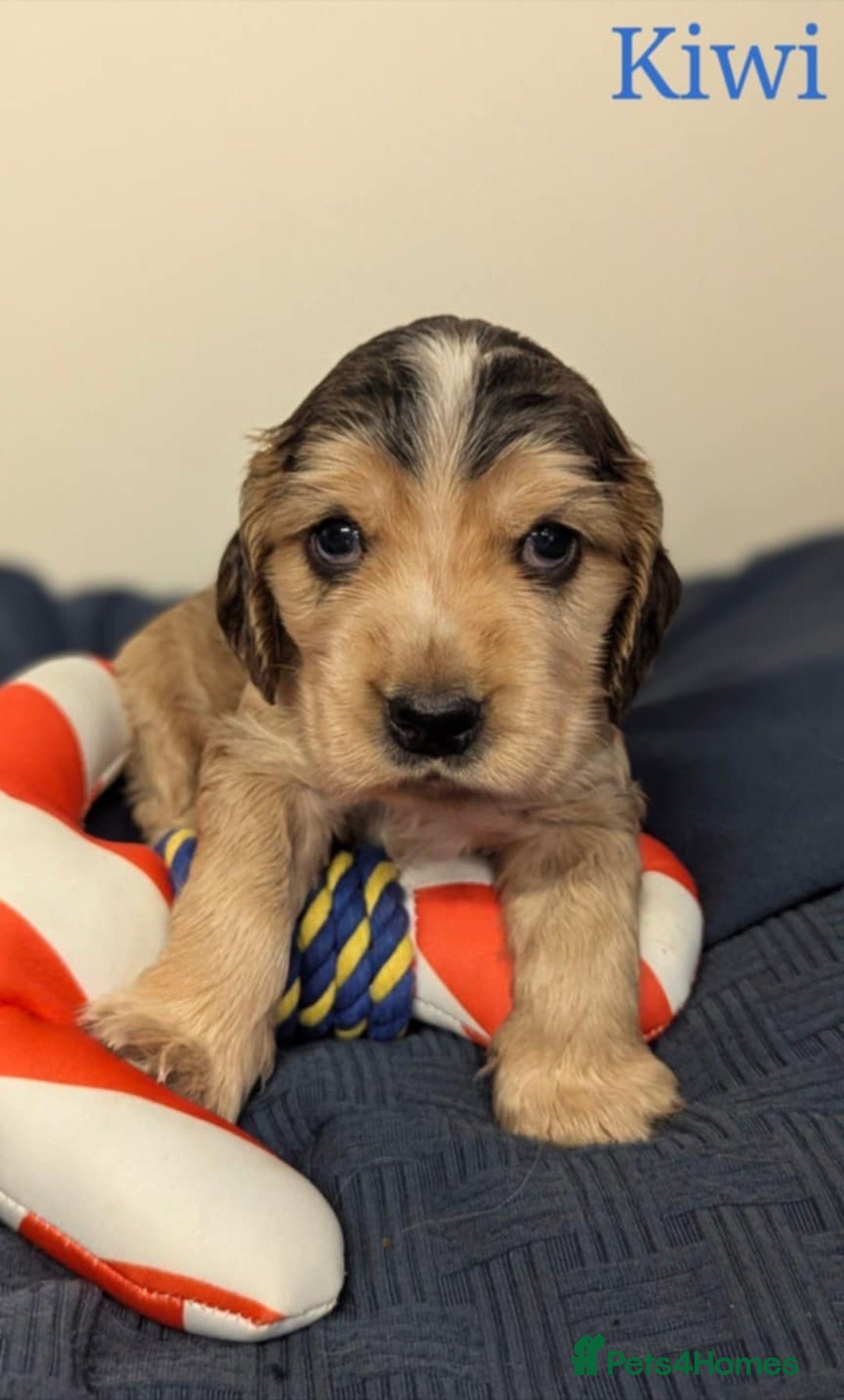 Cocker Spaniel dogs for sale: Show cockers - Image 30