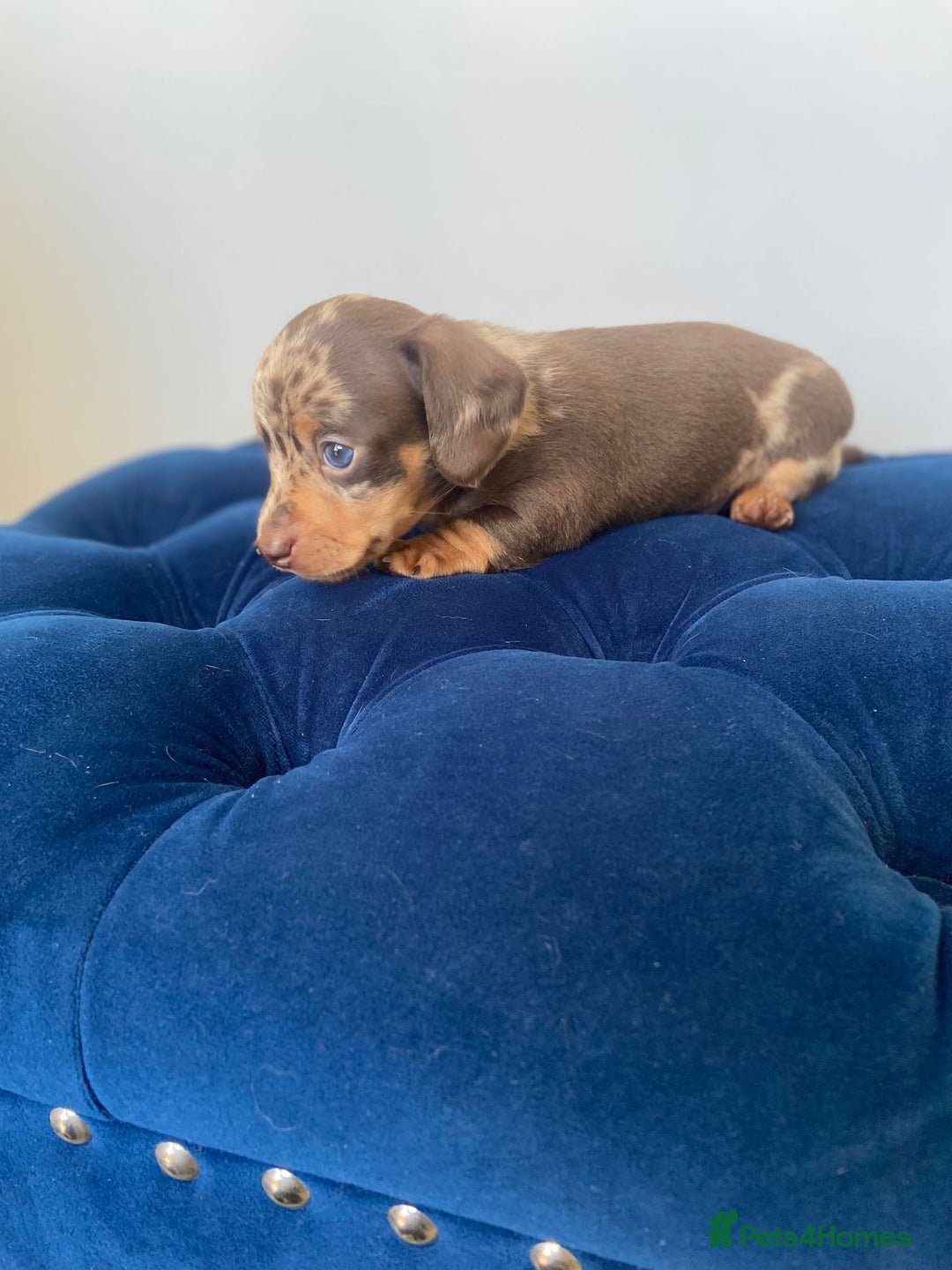 Dachshund dogs for sale: Kc fully health tested parents daxi boys - Advert 7