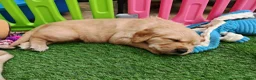 Golden Retriever dogs for sale: READY TO RESERVE  in Bradford - Advert 7