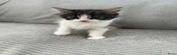 Maine Coon cats for sale: Kittens Looking for Their Forever Homes 🐾 - Advert 18