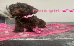 Cockapoo dogs for sale: Cockapoo  - Image 1