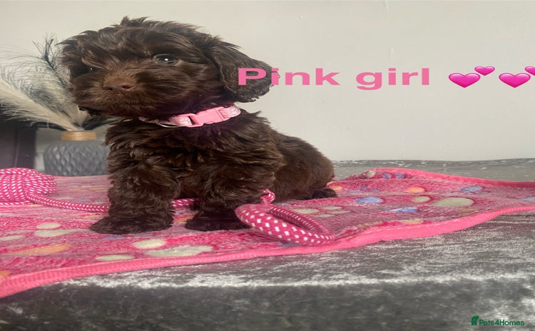 Cockapoo dogs - Advert 8