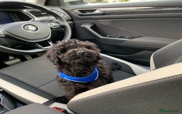 Toy Poodle dogs for sale: Toy poodle looking for a loving home - Image 4