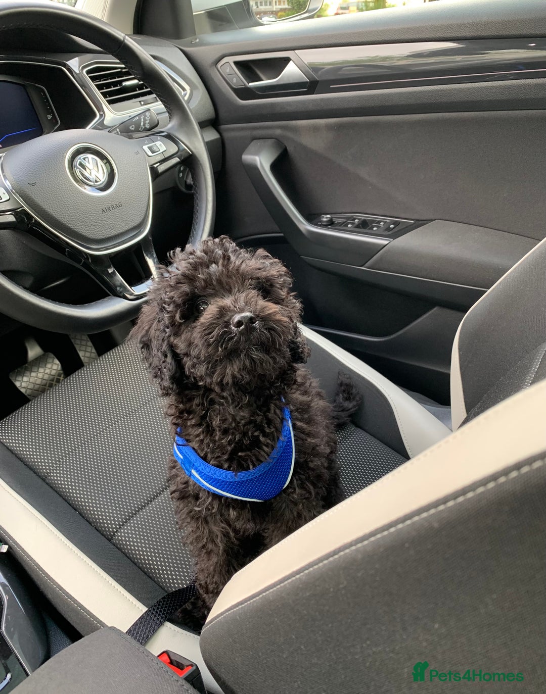 Toy Poodle dogs for sale: Toy poodle looking for a loving home - Image 4