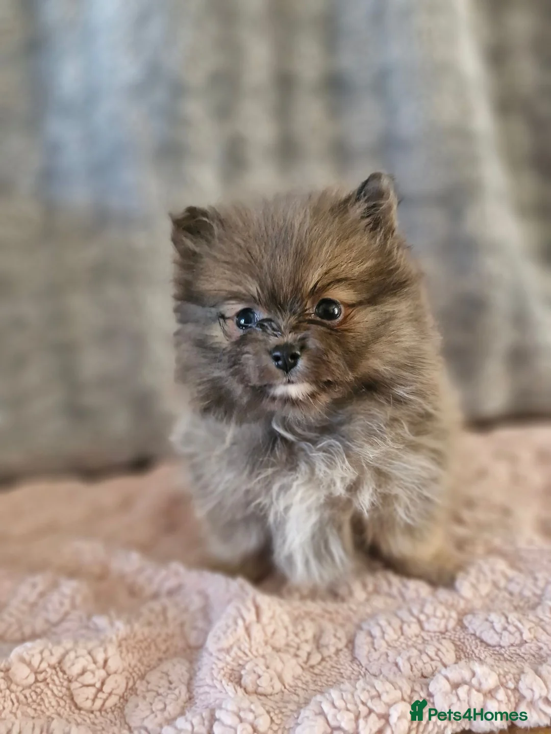 Pomeranian dogs for sale: Super Unique & Rare Pomeranian Girls 🩷🐾✨ - Advert 12