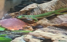 Gecko reptiles for sale: Peacock geckos in Harlow - Image 15