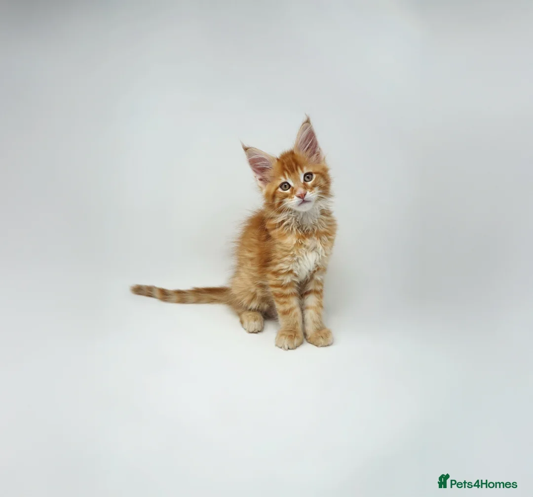 Maine Coon cats for sale: Exceptional Maine Coon Kittens - Rare Red Girls - Advert 39