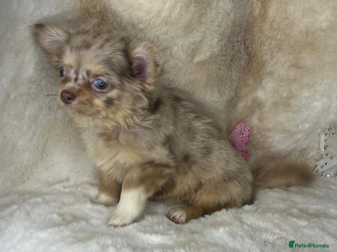 Chihuahua dogs for sale: Chihuahua long coat. Marble  - Image 19