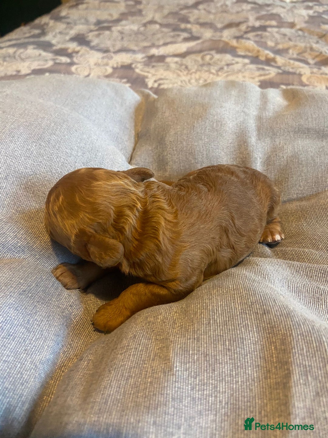 Cockapoo dogs for sale: Beautiful puppies in time for  ** ! 🐶 🥰  **   - Image 18