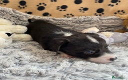 Welsh Corgi Cardigan dogs for sale: WELSH CARDIGAN CORGI BABIES FROM 5 ⭐ LICENSED HOME - Image 38