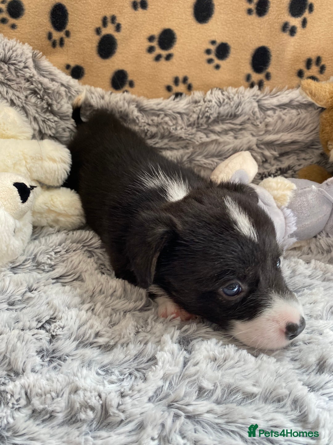 Welsh Corgi Cardigan dogs for sale: WELSH CARDIGAN CORGI BABIES FROM 5 ⭐ LICENSED HOME - Image 38