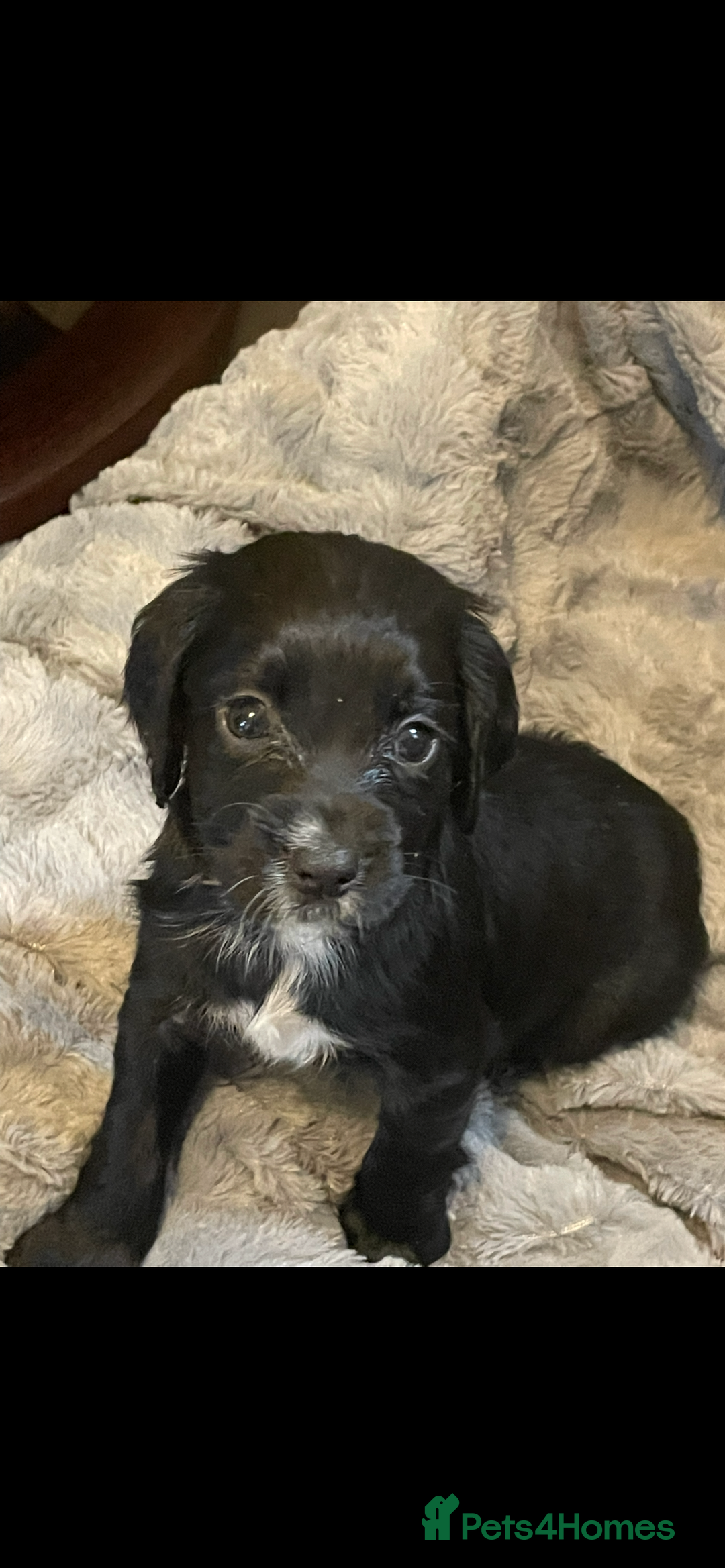 Cocker Spaniel dogs for sale: KC Registered Cocker Spaniels  - Image 9