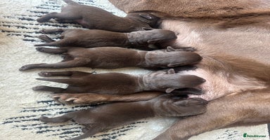 Labrador Retriever dogs - Advert 6