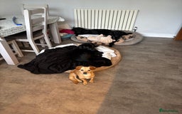 Mixed Breed dogs for adoption: Little Beea - Image 3