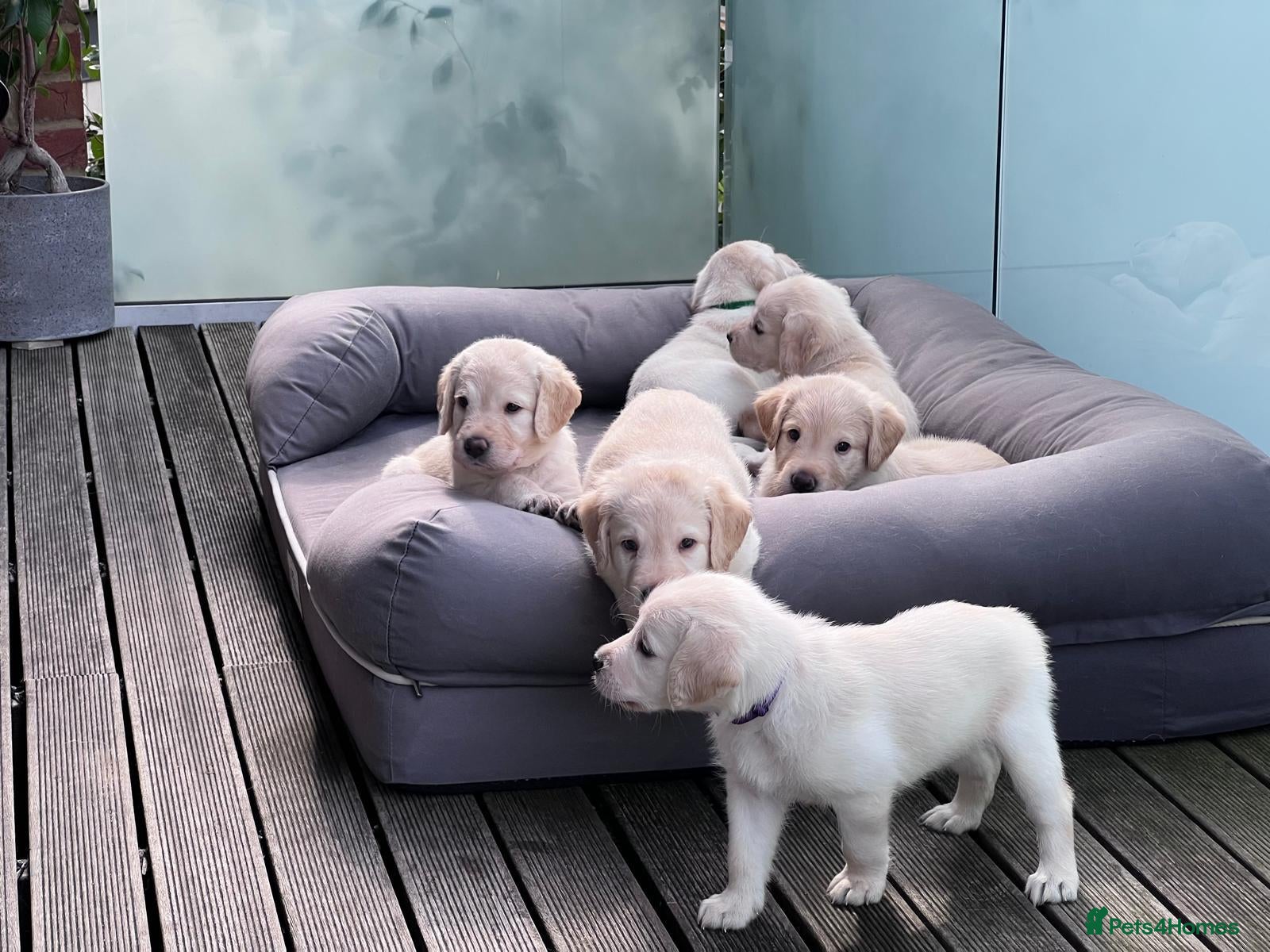 Labradoodle dogs Happy and healthy Labradoodle puppies! - Advert 1