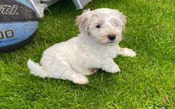 Cockapoo dogs for sale: Beautiful cockapoo puppy’s  - Image 8
