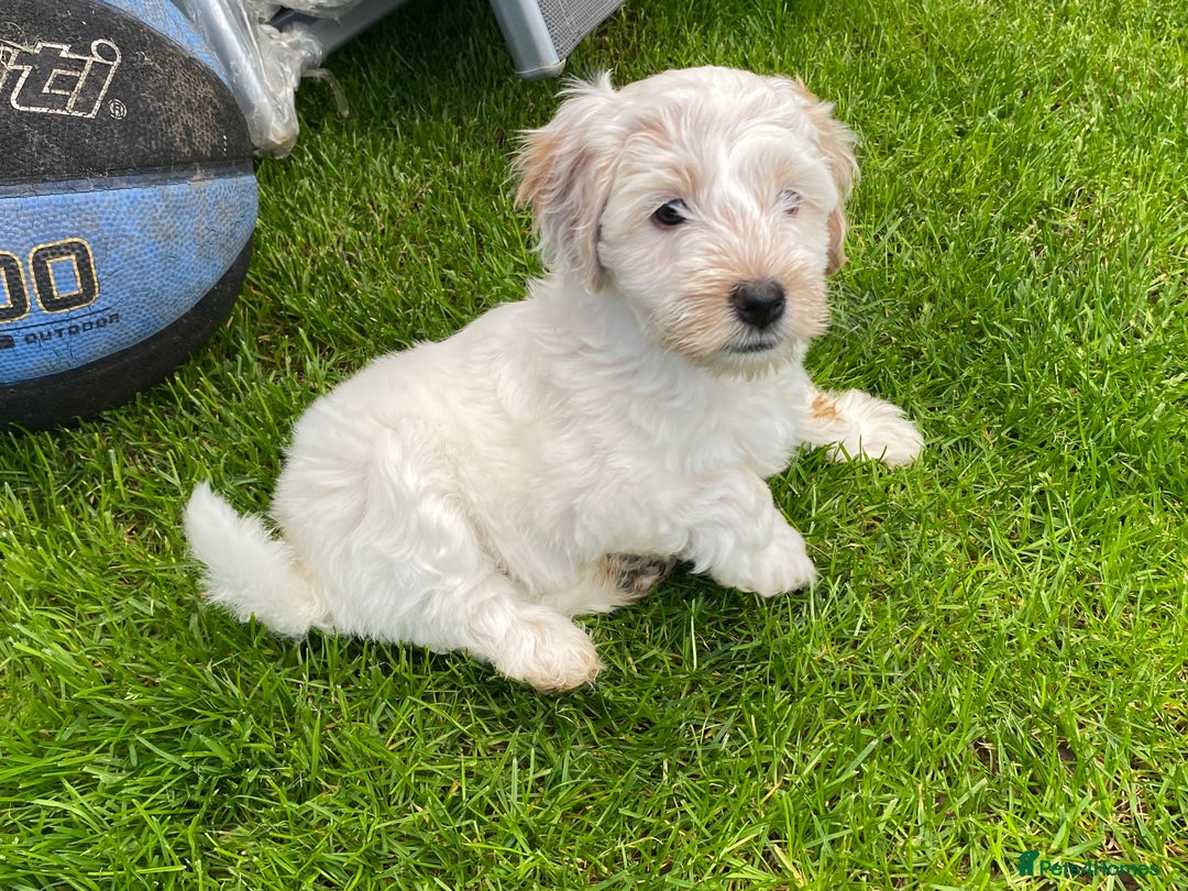 Cockapoo dogs for sale: Beautiful cockapoo puppy’s  - Image 8