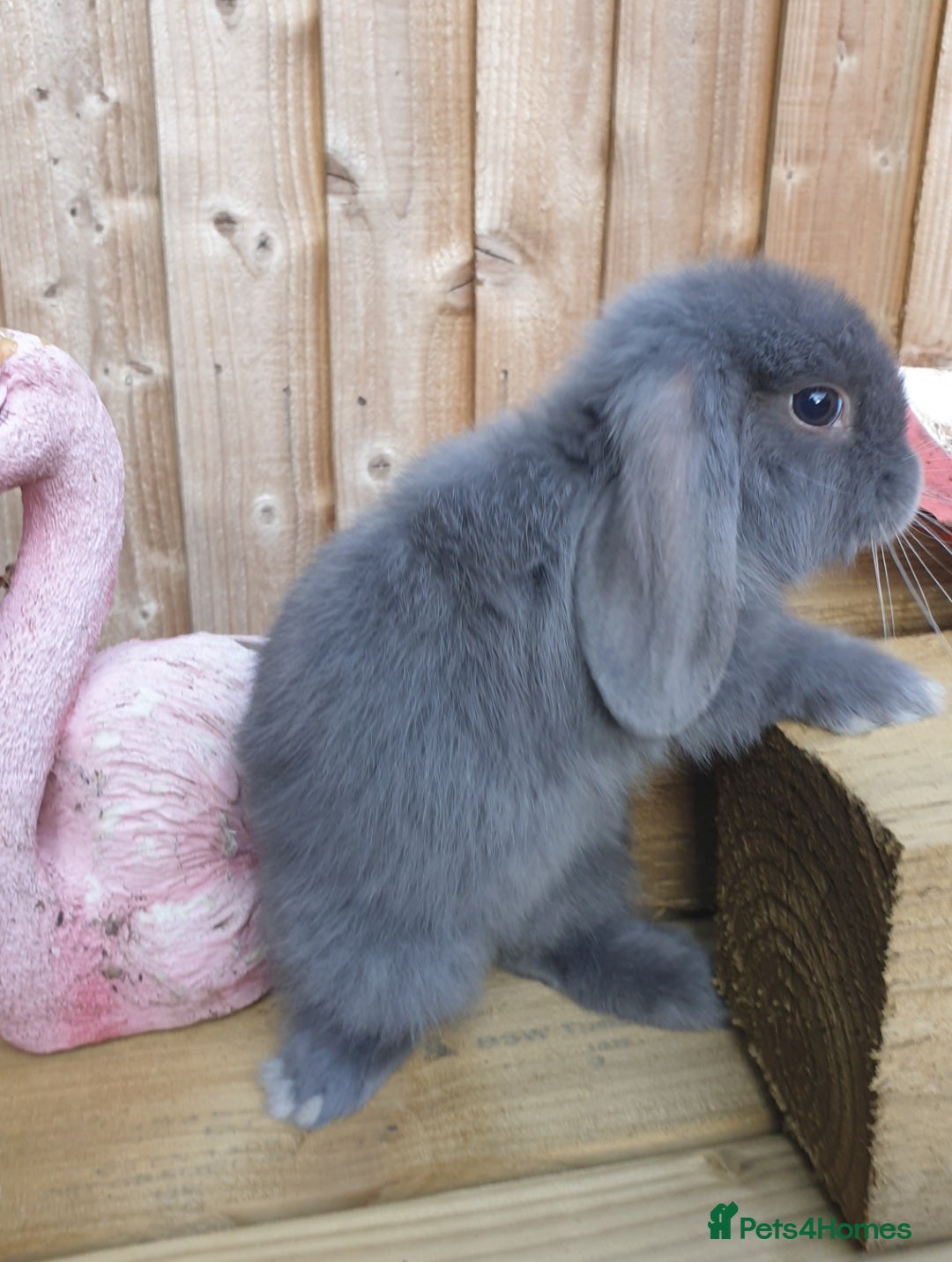 Mini Lop rabbits for sale: Super friendly minilops - Image 5