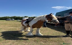 Irish Cob horses for sale: Handsome skewbald gelding childs/ showing pony  in Grays - Image 1