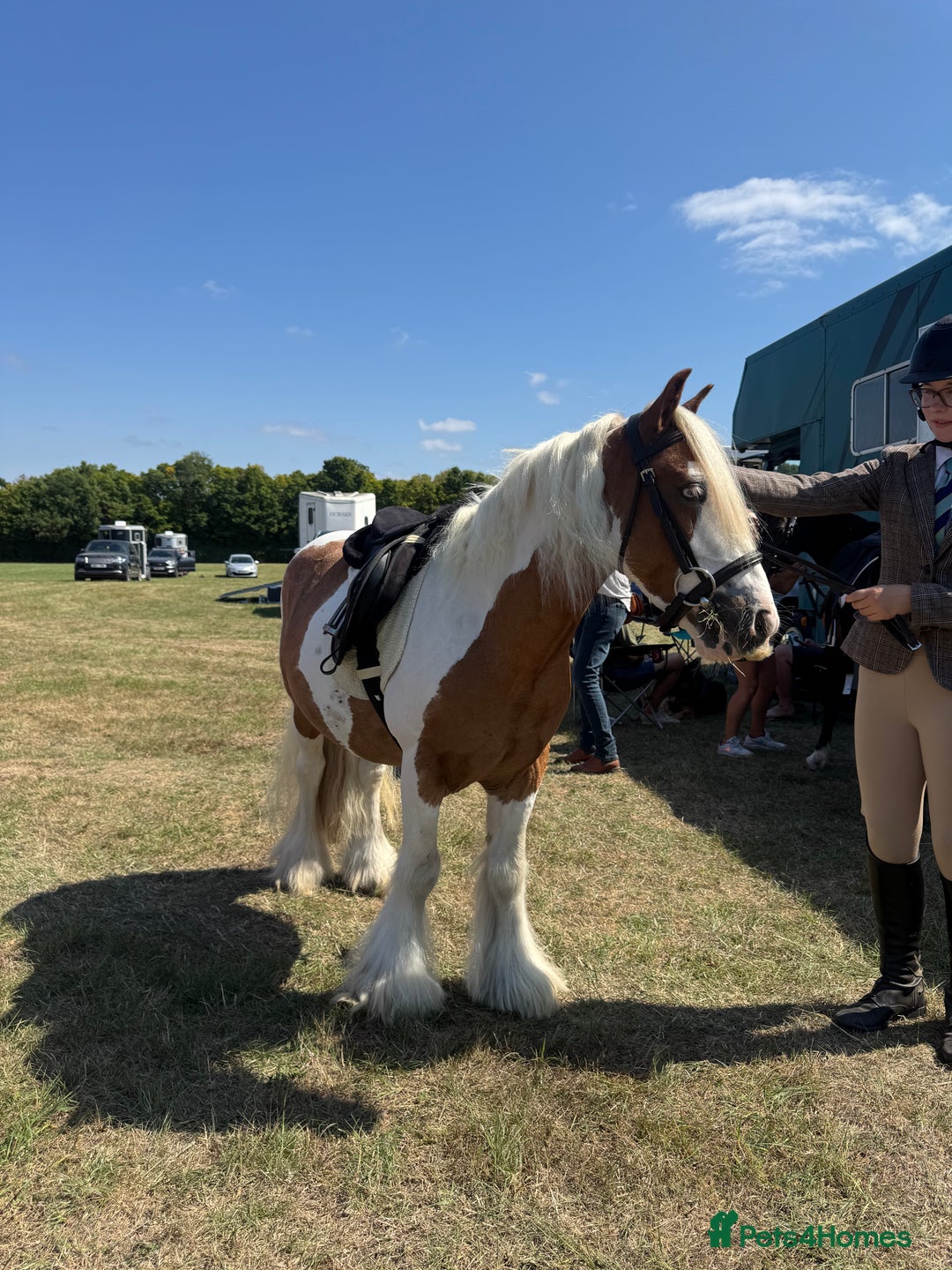 Irish Cob horses for sale: Handsome skewbald gelding childs/ showing pony  in Grays - Image 1