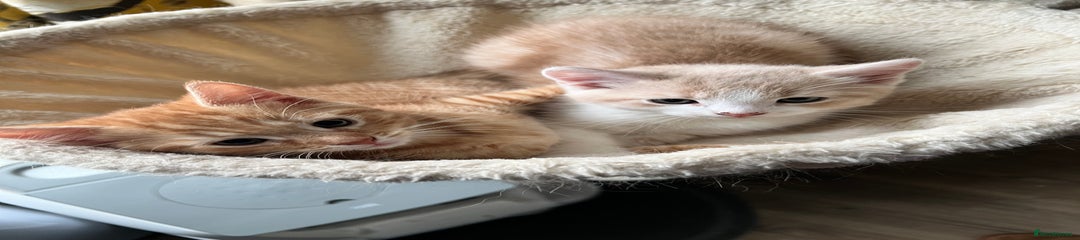 Mixed Breed Kitten 3