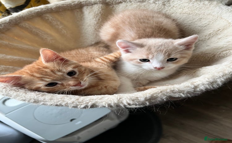 Mixed Breed cats - Advert 14