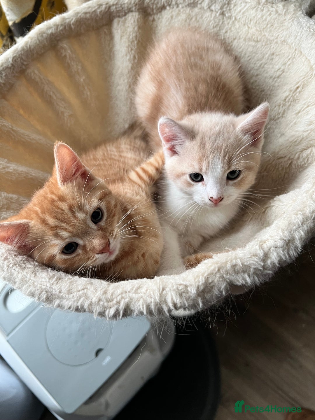 Mixed Breed cats for sale: Adorable kittens looking for loving homes - Image 1