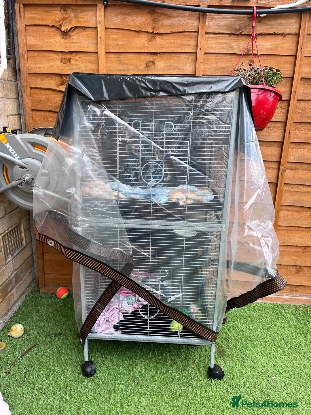 Ferret rodents for sale: 2 male Kits + set up  - Advert 5