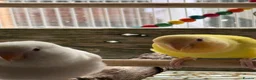 Lovebirds birds for sale: Hand-reared Lovebirds  - Advert 17