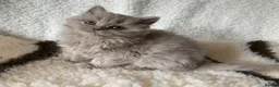 British Longhair cats for sale: GCCF kittens  - Advert 10
