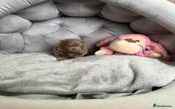 Pomeranian dogs for sale: Stunning lilac Pomeranians  - Advert 7