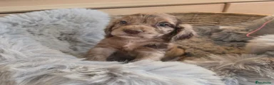 FEMALE CHOCOLATE ROAN