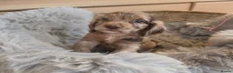 Cocker Spaniel dogs for sale: Working Type Cocker Spaniels - Advert 21