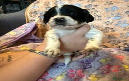 Cocker Spaniel dogs for sale: COCKER SPANIEL LITTER OF 9 IN SCARBOROUGH  - Image 13