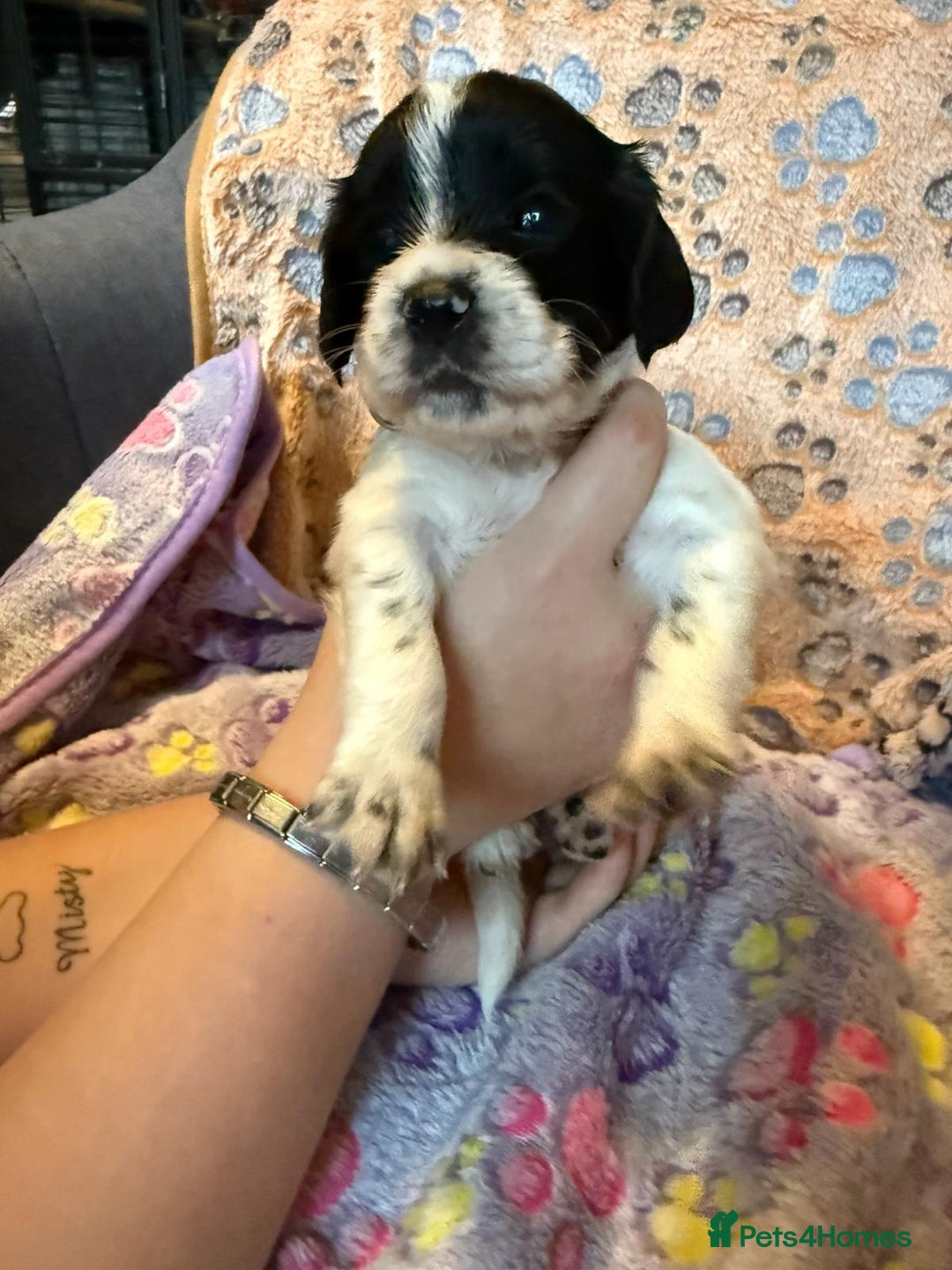 Cocker Spaniel dogs for sale: COCKER SPANIEL LITTER OF 9 IN SCARBOROUGH  - Image 13