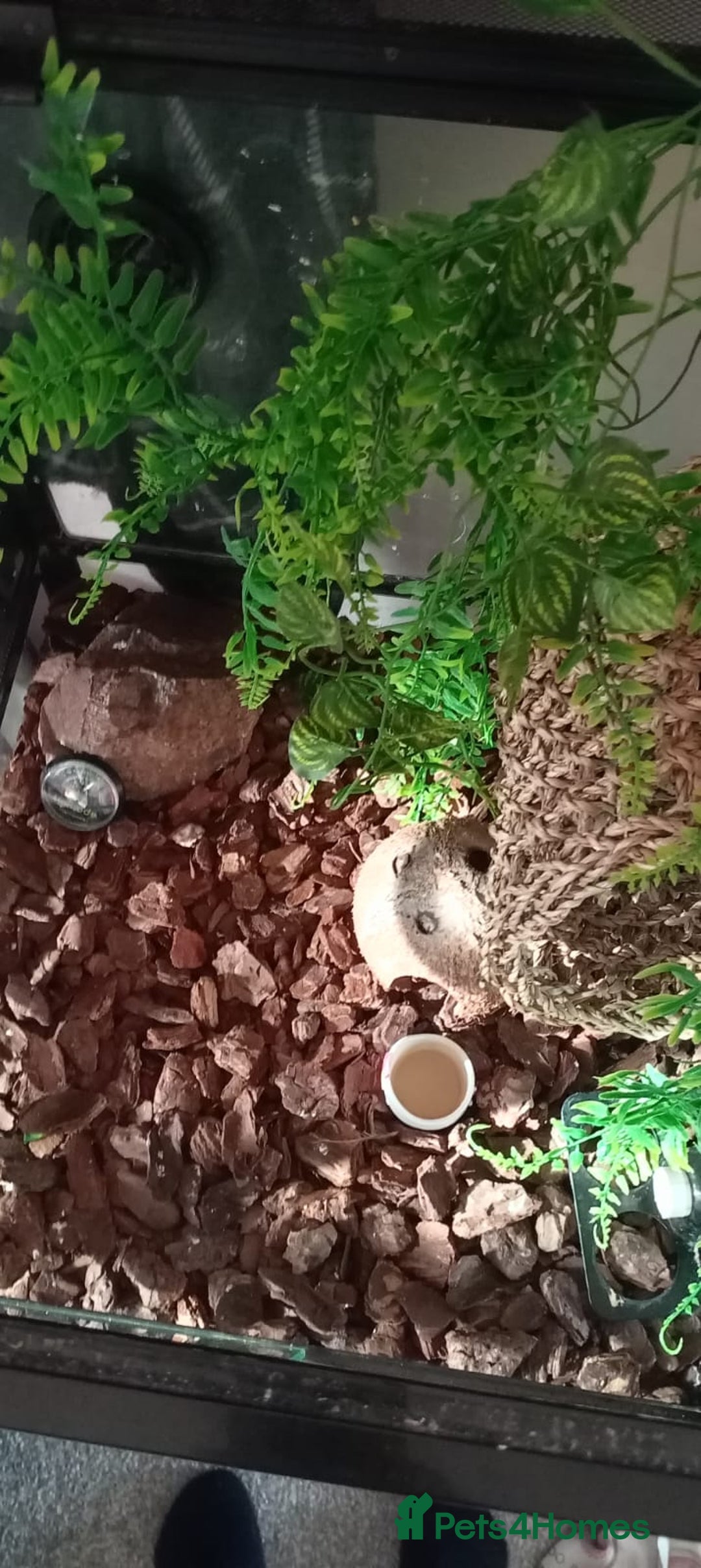 Bearded Dragon reptiles for sale: 3 crested geckos and enclosure. - Advert 8